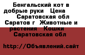Бенгальский кот в добрые руки › Цена ­ 5 000 - Саратовская обл., Саратов г. Животные и растения » Кошки   . Саратовская обл.